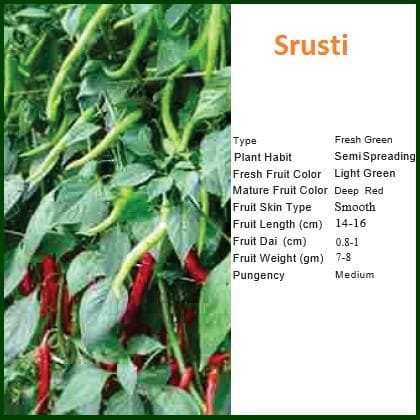 SRUSTI CHILLI