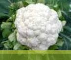 SUHASINI CAULIFLOWER