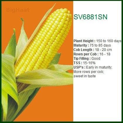 SV6881SN SWEET CORN