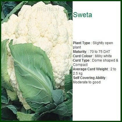 SWETA CAULIFLOWER