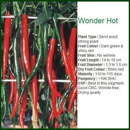 WONDER HOT CHILLI