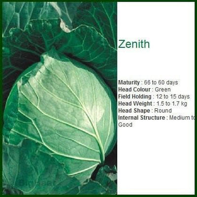 ZENNITH CABBAGE