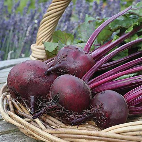 INDUS BEET ROOT SINDHU HYBRID SEEDS