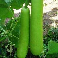 SHINE BOTTLE GOURD JULIE F1 SEEDS