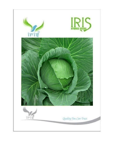 IRIS HYBRID VEGETABLE SEEDS CABBAGE