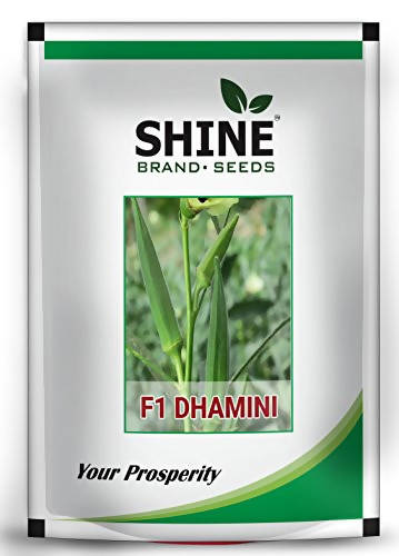 SHINE OKRA DHAMINI F1 HYBRID SEEDS